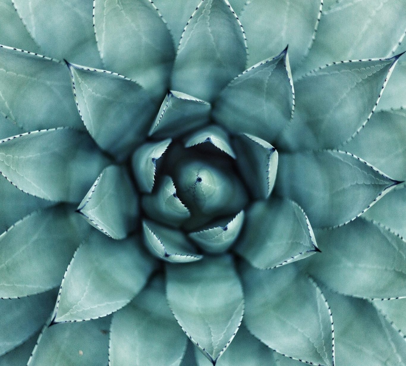 Nahaufnahme einer blauen Agave mit spitzen, fleischigen Blättern.